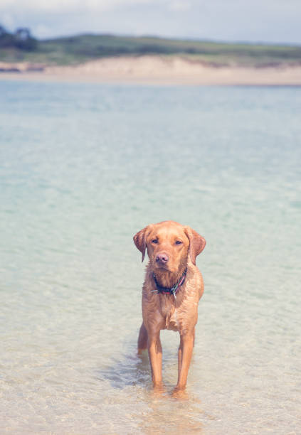 A fox red labrador retriever dog looking fit and strong whilst standing in the ocean on a sandy beach during a Summer vacation with copy space in Cornwall, UK