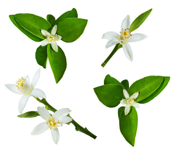 istock Lemon flower isolated on white background with clipping path 1167217755