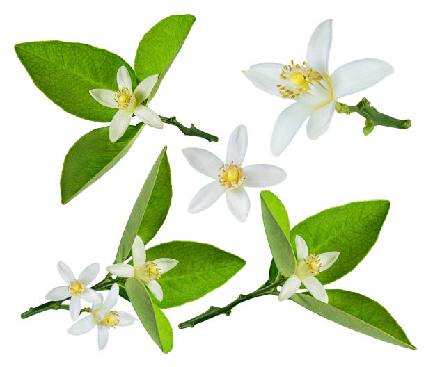 istock Lemon flower isolated on white background with clipping path 1167217828