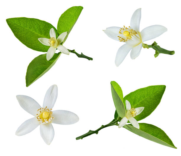 istock Lemon flower isolated on white background with clipping path 1167218009