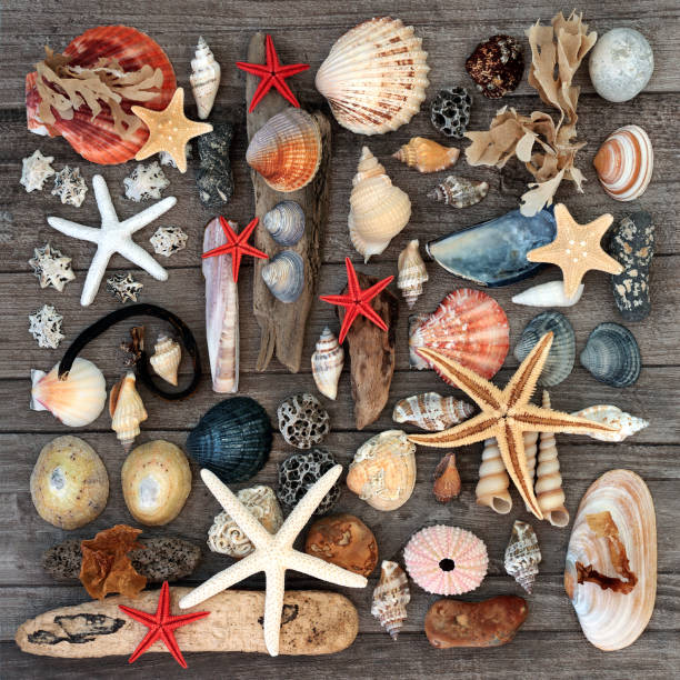 istock Treasure of the Sea Abstract 1167220171