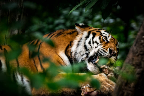 Sumatran Tiger Portrait