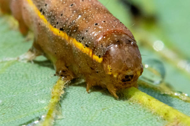 istock Bright-line brown-eye moth caterpillar 3 1167221369