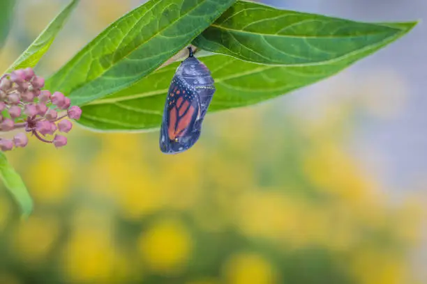 Monarch Chrysalis, Danaus Plexppus, on milkweed plant yellow flowers background, room for text and copy