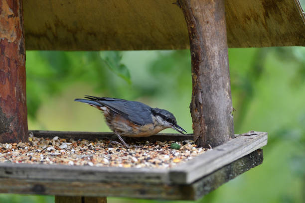 istock Eurasian nuthatch eats sunflowers from the wooden Fodder rack 1167227011