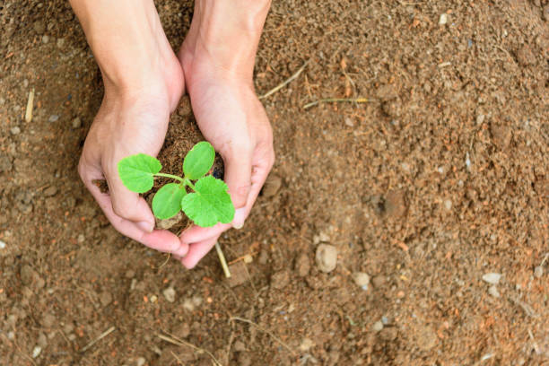istock Plant The Sapling to soil 1167231101