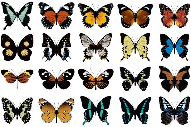 Vector illustration of Set of vector butterflies isolated on white background