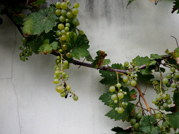 istock Green vines on the wall.Green grapes on summer vine, multiple bunches 1167233273