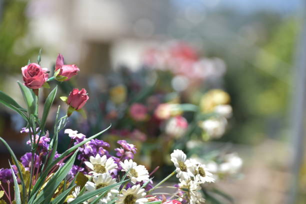 istock A close-up of a flowerS 1167235581
