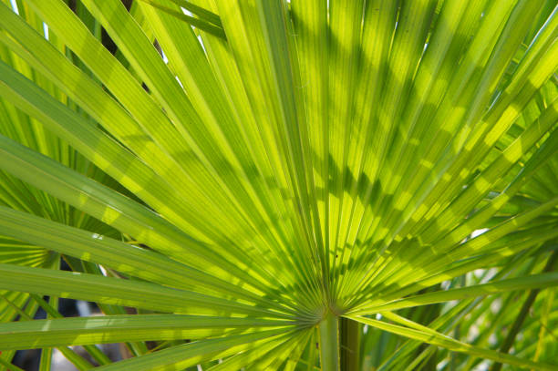 serenoa repens saw palmetto palm leaves - saw palmetto imagens e fotografias de stock