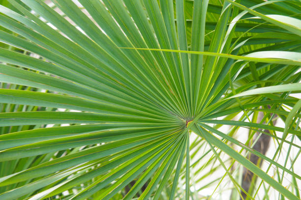 visto palmetto palma verde foglia sfondo - saw palmetto foto e immagini stock