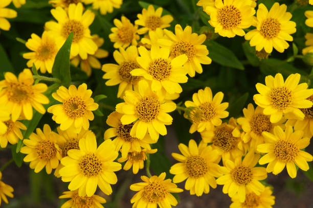 アルニカ・チャミッソニス・フォリオサ黄色の花