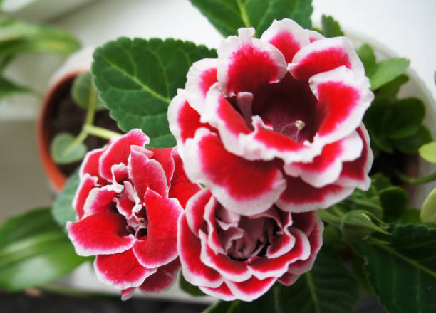 Gloxinia brocade double red flowers