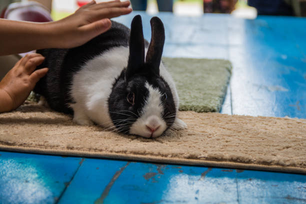 郡の見本市で4hディスプレイで黒と白のオランダのウサギ - pet fair ストックフォトと画像