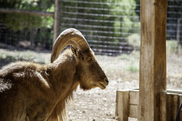istock Muflon in farm 1167238722
