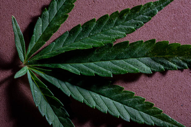 istock Background from cannabis drug leaves. 1167239691