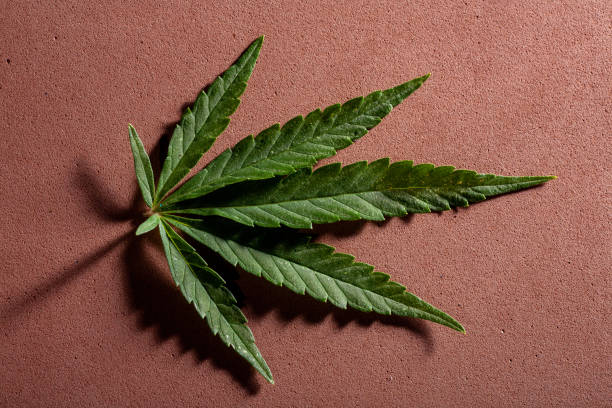 istock Background from cannabis drug leaves. 1167239721