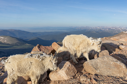a pair of mountain goats in summer in Colorado