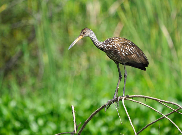 istock A Limpkin Look Out Over His Florida Swamp from a High Perch 1167239809