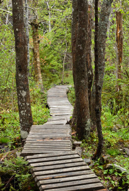istock Wooden Pathway Through the Park Woods 1167241828