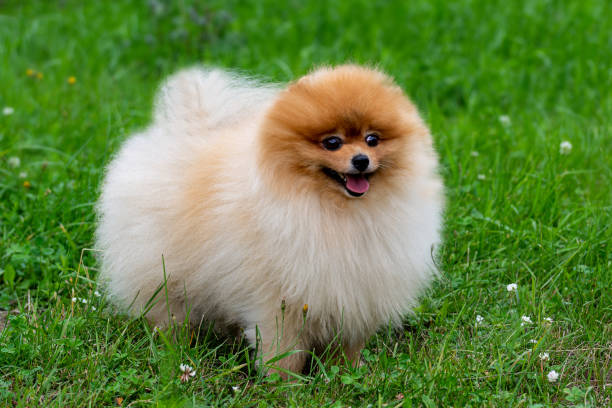 istock Pomeranian spitz. Cute fluffy charming red-haired Pomeranian Spitz in full growth on the grass in the park. 1167241982