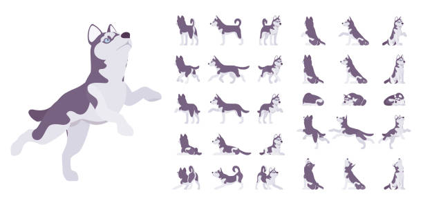 Playground_Set_02 Husky dog set. Northern sled, Siberian breed, cute family companion for active fun and home security. Vector flat style cartoon illustration isolated on white background, different views and poses husky stock illustrations