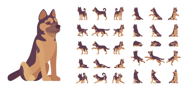 Playground_Set_02 Shepherd dog set. Working breed, family pet, assistance, search service, rescue, police, and military help. Vector flat style cartoon illustration isolated, white background, different views, poses playful set stock illustrations