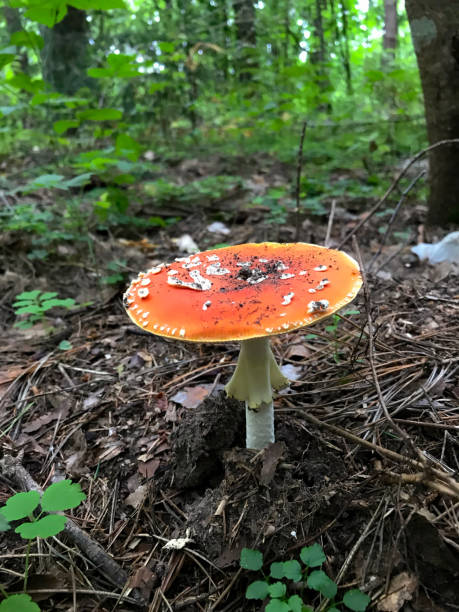 istock Inedible mushroom grows in the forest among fallen conifer needles. 1167244791
