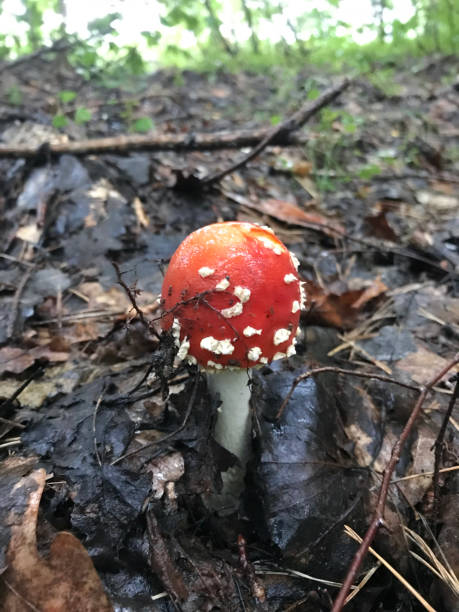 istock Inedible mushroom grows in the forest among fallen conifer needles. 1167244794