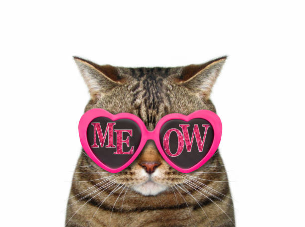 istock Cat wears meow sunglasses 1167250720