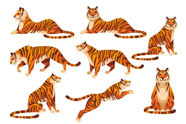 Vector illustration of Set of adult big red tiger wildlife and fauna theme cartoon animal design flat vector illustration isolated on white background