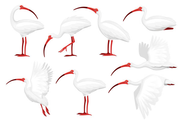 satz von amerikanischen weißen ibis flachen vektor illustration cartoon tier design weißen vogel mit rotem schnabel auf weißem hintergrund seitenansicht - bird nature animal head beak stock-grafiken, -clipart, -cartoons und -symbole