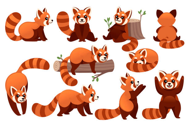 Panda Rojo Vectores Libres de Derechos - iStock Panda Rojo Vectores Libres de Derechos - iStock