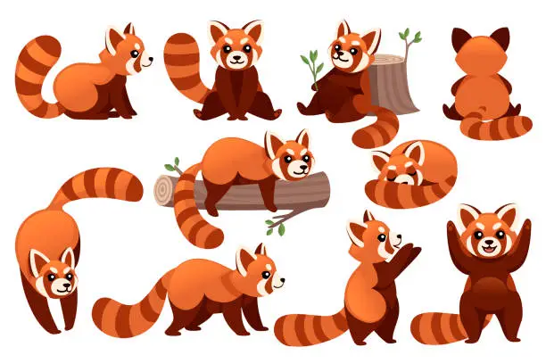 Vector illustration of Set of cute adorable red panda in different poses cartoon design animal character flat vector style illustration on white background