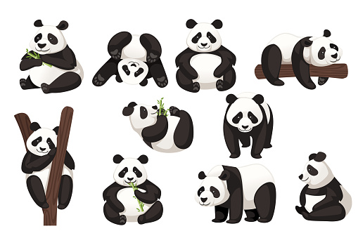 Set of cute big panda in different poses cartoon animal design flat vector illustration.