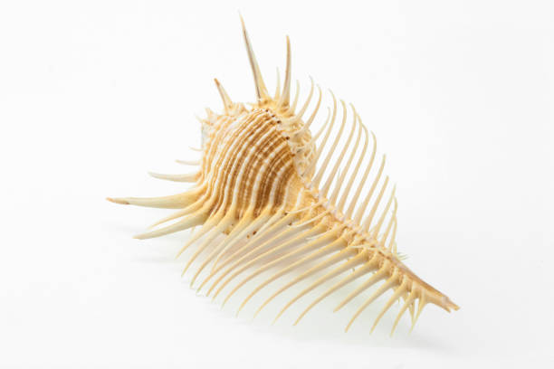 istock Sea Shell Murex pecten on white background 1167256237