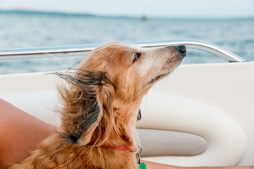 Long haired dachshund on the St. Lawrence River in Ontario