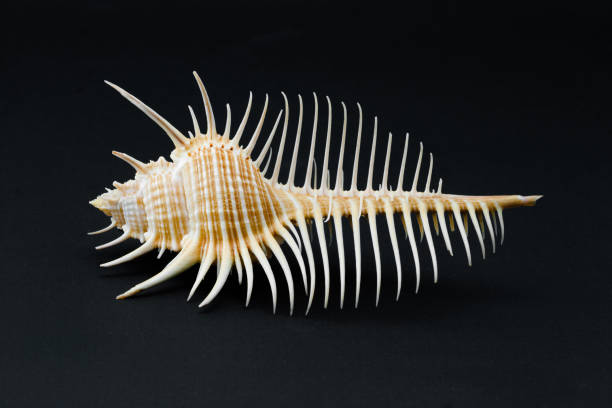 istock Sea Shell Murex pecten on black background 1167256299