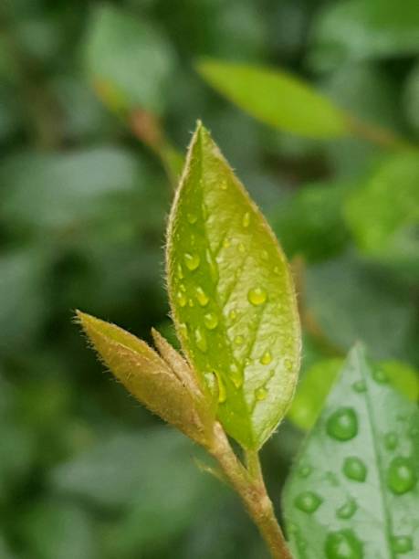 istock Nature's most therapeutic phenomenon! 1167256669
