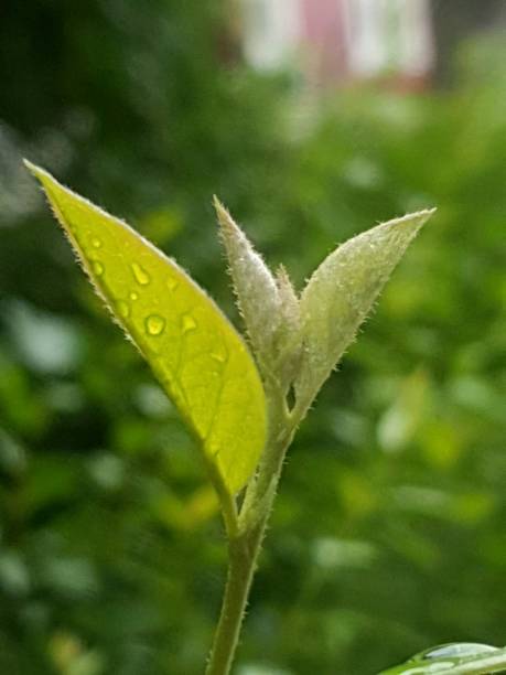istock Nature's most therapeutic phenomenon! 1167256710