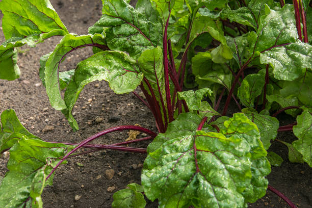 istock Organic green red young beet leaves close up. Dew on beet leaves. 1167257285
