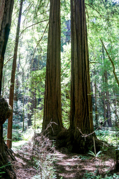 istock Redwood Muir Woods 1167257590