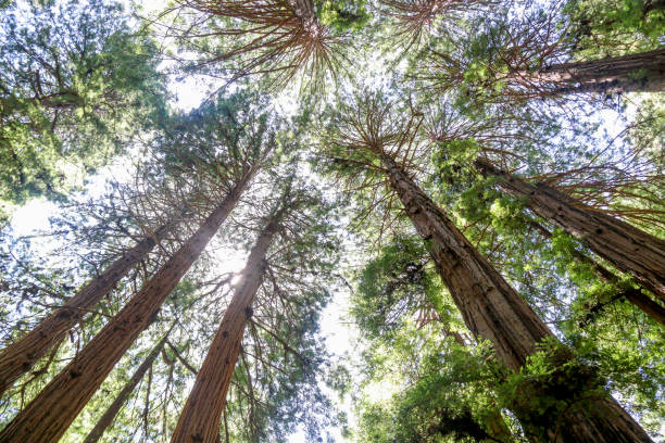istock Redwood Muir Woods 1167257650