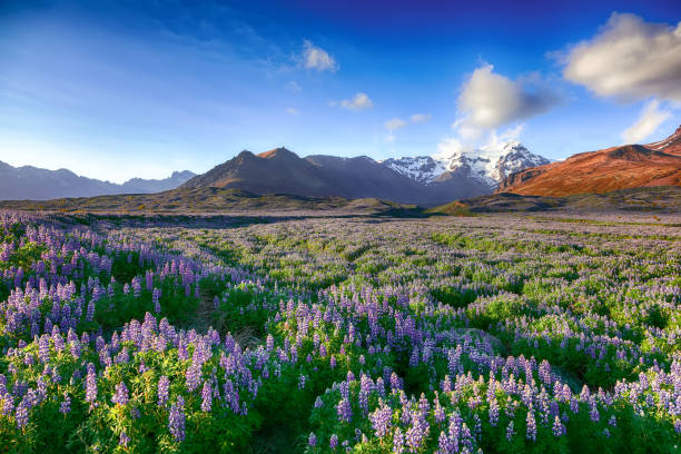 istock Skaftafell National Park 1167257819