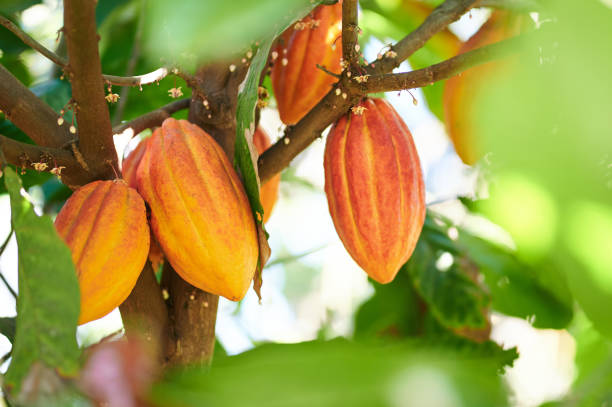 Cacao harvesting theme Cacao harvesting theme. Orange color cocoa pods hanging on tree in sunlight cocoa powder stock pictures, royalty-free photos & images