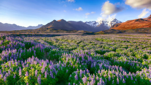 istock Skaftafell National Park 1167259442