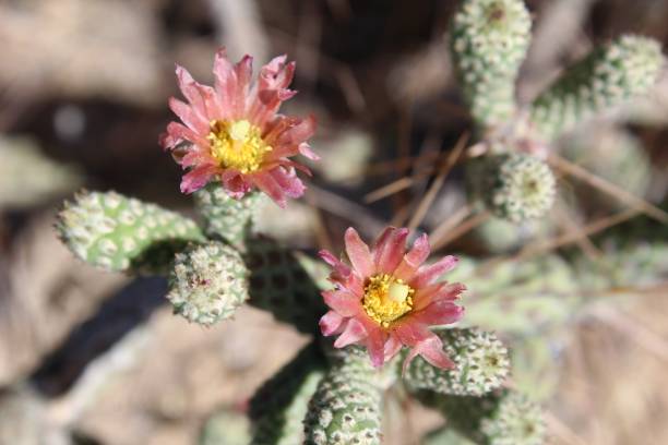 istock CYLINDROPUNTIA RAMOSISSIMA - JOSHUA TREE NP - 071119 D 1167260242