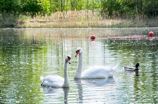 A pair of white swans floating in the lake in the company of ducks. Shot against the light.