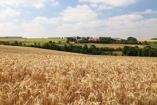 Rural landscape with yellow fields of mature wheat.