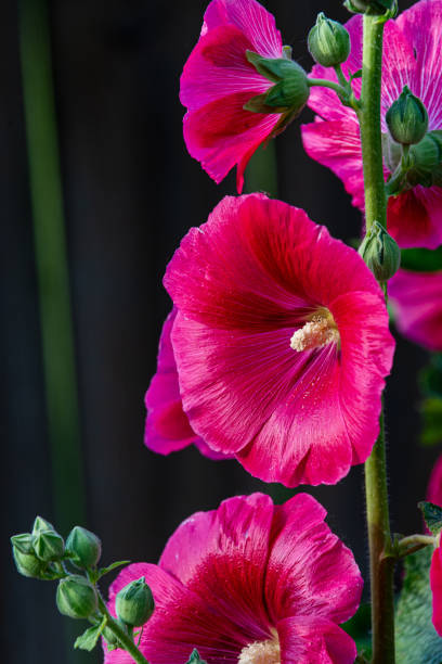 istock Red hollyhock blooms. 1167264649